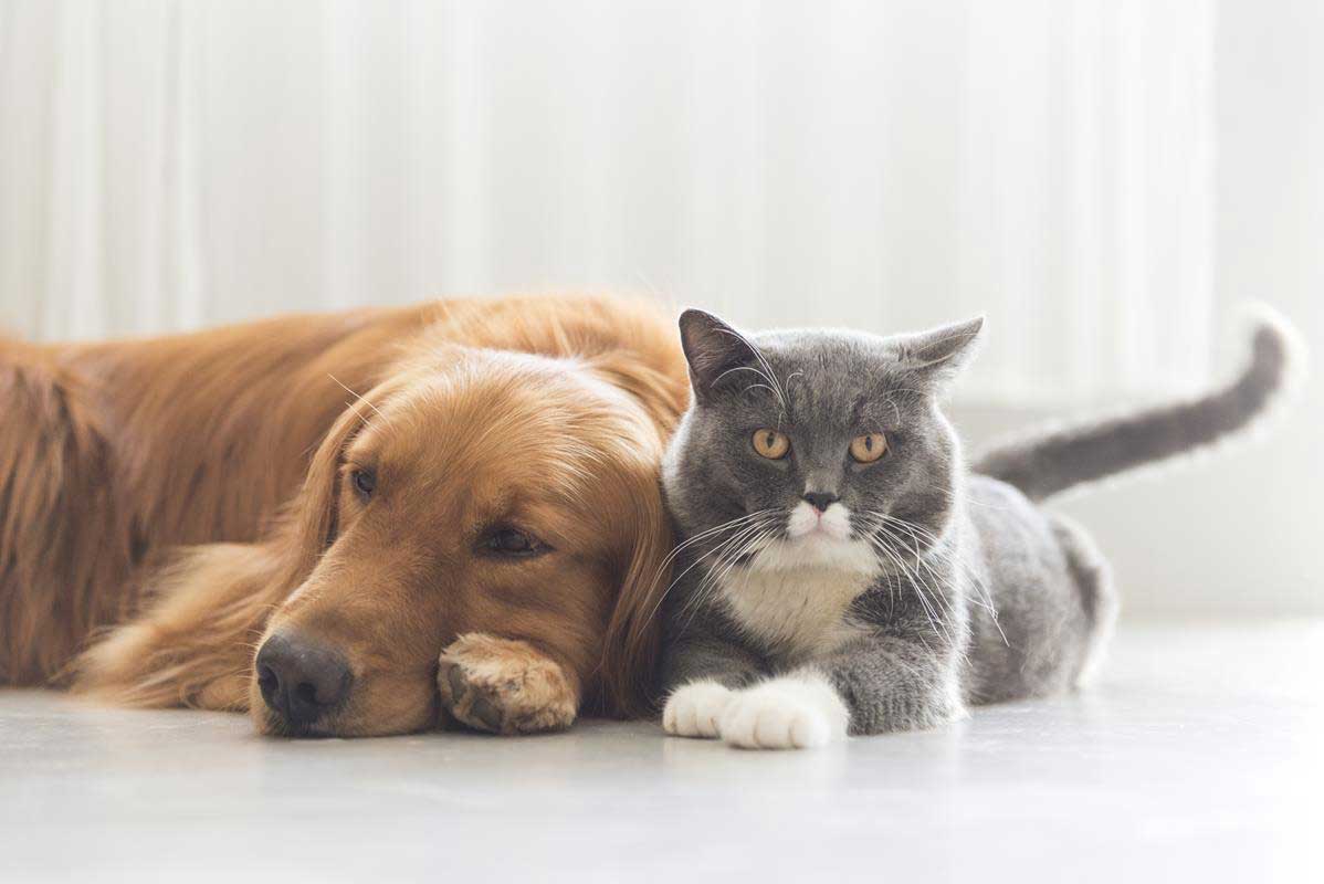 about our veterinary practice  Detroit, MI 