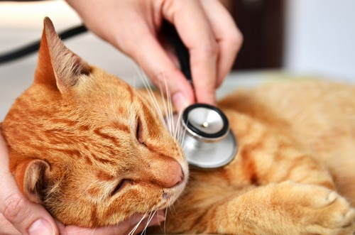 veterinary services  Detroit, MI 
